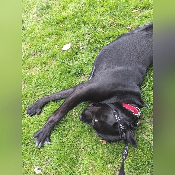 follow Game 🏳️‍⚧️🏳️‍🌈🇵🇸🇸🇩🇨🇩 Stay Well! - Picture 3 of 5